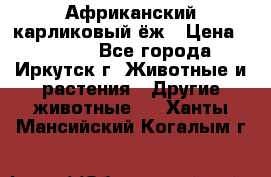 Африканский карликовый ёж › Цена ­ 6 000 - Все города, Иркутск г. Животные и растения » Другие животные   . Ханты-Мансийский,Когалым г.